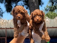 Toy poodle yavrularımız
