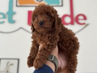 Pemode köpek çiftliğinden kore toy poodle yavrular