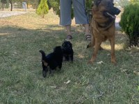 A KALİTE K9 ALMAN KURDU YAVRULARI