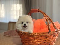 Teddy bear ayı surat pomeranian