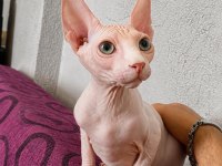 4 AYLIK ÜST DÜZEY PEMBE LEKESİZ ERKEK SFENKS