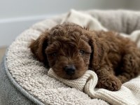Toy Poodle Köpeğimiz