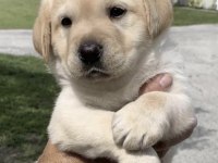 GOLDEN RETRİEVER KÖPEĞİ