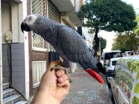 200 KELİME KONUŞAN GEVEZE JAKO PAPAĞANI
