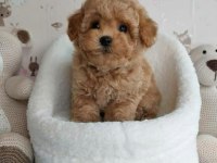 MALTİPOO PUPPİES