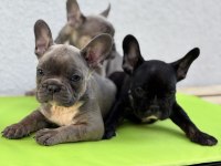 FRENCH BULLDOG YAVRULAR HEPSİ NADİR RENK
