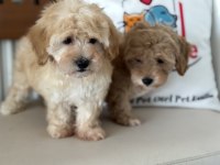 Petmode köpek çiftliğinden maltipoo yavrularımız