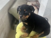 Rottweiler mugla discount