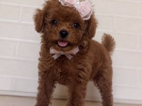 Gerçek Teacup Kore poodle bebekler