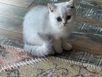 Safkan Silver British Shorthair