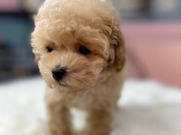 IRK GARANTİLİ MALTİPOO YAVRULARI