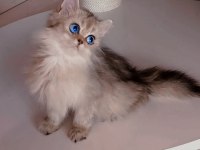 GÖZ ALICI MAVİ GÖZLÜ GOLDEN BRITISH LONGHAIR