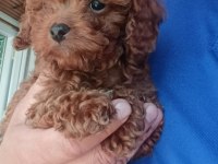 Kore Toy Poodle kg garantili ev üretimi Çorlu