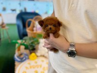 Şecereli Toy Poodle Veteriner Kontrollü Yavrular