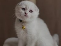 Eğitimi Tamamlanmış, Hemen Teslim Scottish Fold Bebek