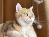 Golden Ny11 Aşırı Uysal British Shorthair