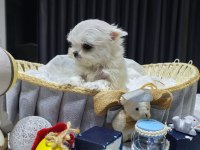 A scrli babadan kore maltese bebekler