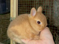 Safkan Hollanda Cüce Tavşan
