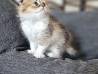 SCOTTISH FOLD SEVİMLİ YAVRULARIM