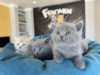 ORJİNAL IRK YAVRU KEDİLER MAGAZAMIZDA CANLI GÖRÜN