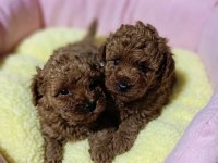 Poodle yavrularımız