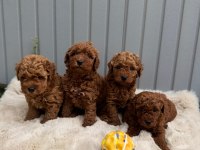 ANATOMİ HARİKASI TOY POODLE BEBEKLERİM