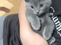 British shorthair erkek