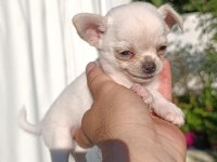 Chihuahua cep boy gerçek teacup ev üretimi çorlu