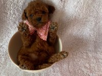 Irk ve sağlık garantili kore poodle bebekleri