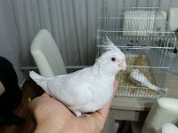 Yavru kartopu sultan papağanları