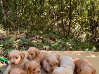 Harika Maltipoo Yavrularımız