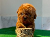 Üst kalite toy poodle yavrularımız