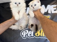 TOP KAFA SCOTTISH FOLD YAVRULARI FENOMEN PET SHOP