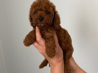 Red brown Toy Poodle Yavrum