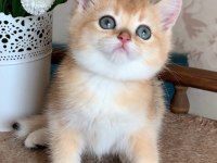 Sevimli Golden British Shorthair