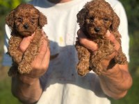 Toy poodle ırk ve sağlık garantili