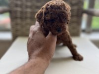 TOY POODLE KORE