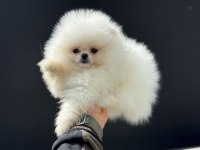 Show kalite pomeranian boo yavrularımız