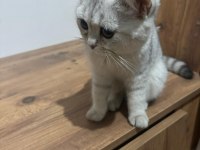 British shorthair yavrular