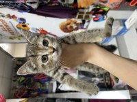 Silver tabby 45 günlük yavrumuz
