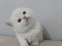BRİTİSH SHORTHAİR KEDİSİ