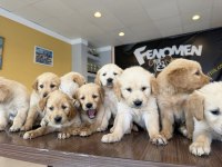BABY FACE GOLDEN RETRIEWER YAVRULARI SAFKAN BELGELİ ANKARA