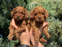 OYUNCAK BOY ERKEK DİŞİ POODLE MİNİKLERİM