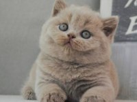 En Özel Lilac British Shorthair