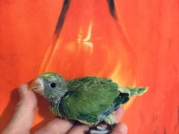 Bebek pakistan papağanı el besleme
