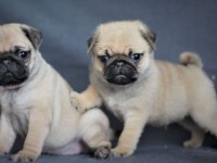 Ruhsatlı Resmi İşletmeden Taksit Avantajıyla Pug
