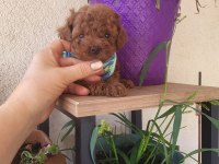 Korekan POODLE mükemmel güzellikte