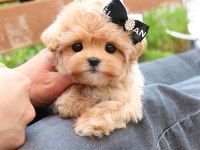 Mükemmel Maltipoo Yavruları Kore