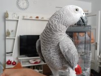 8 aylık jako papağan