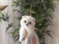SCOTTISH FOLD SILVER YAVRULARIM